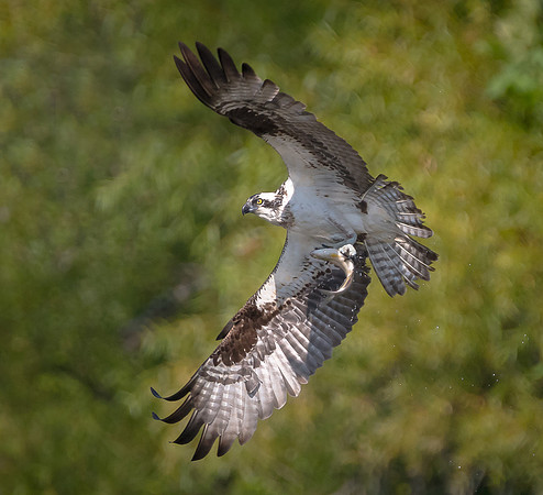 Osprey with Fish