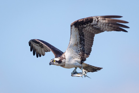 Osprey with Fish