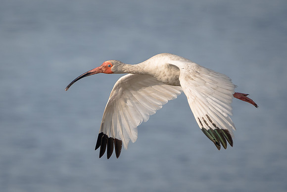 White Ibis