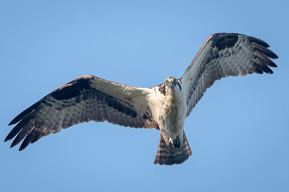 Osprey