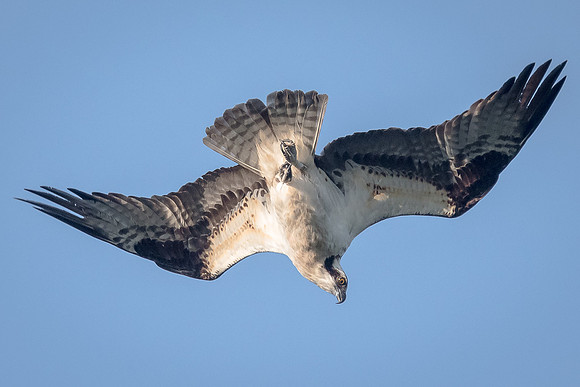 Diving Osprey