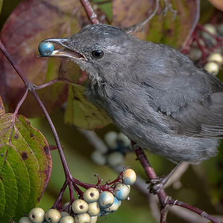 Catbird with Treat