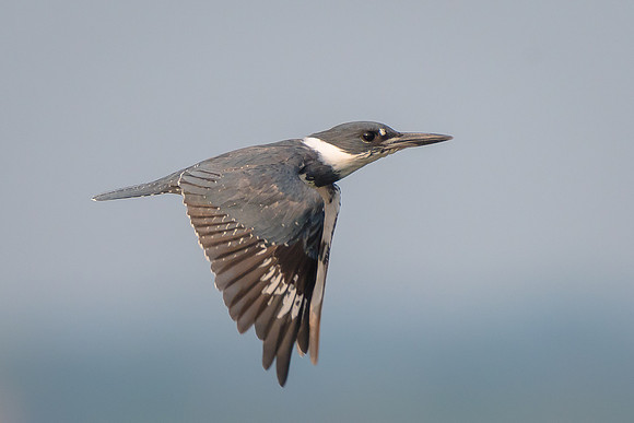 Kingfisher