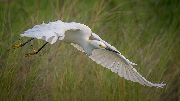 Snowy Egret