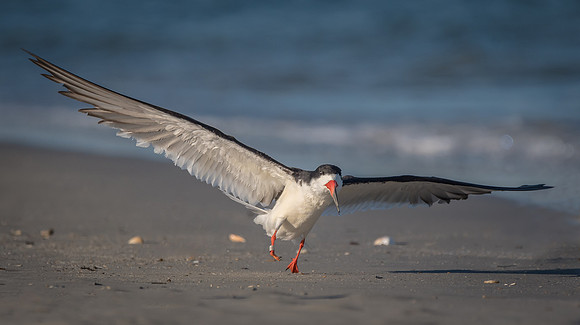 Black Skimmer
