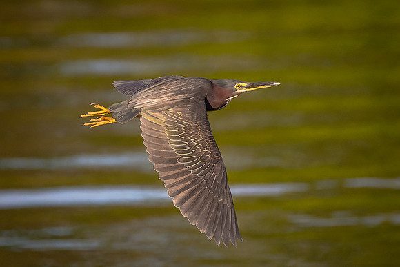 en Heron