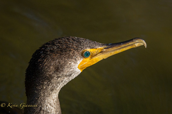 Cormorant