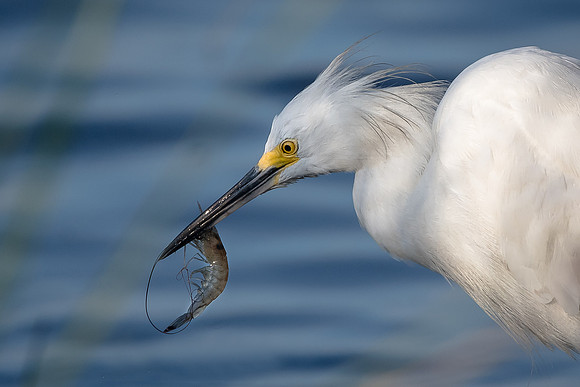 Snowy Egret with Shrimp