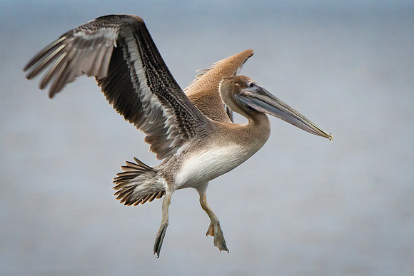 Brown Pelican
