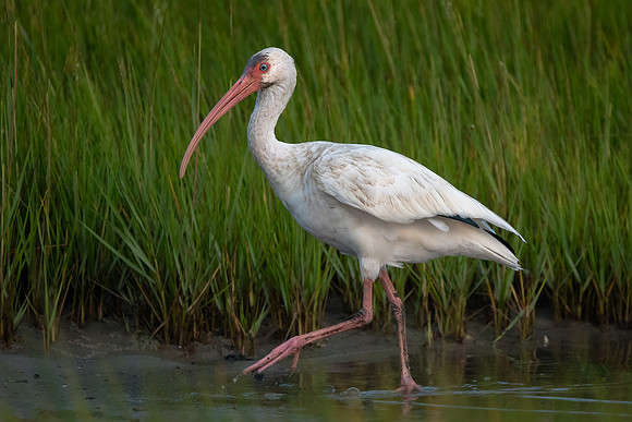 Ibis