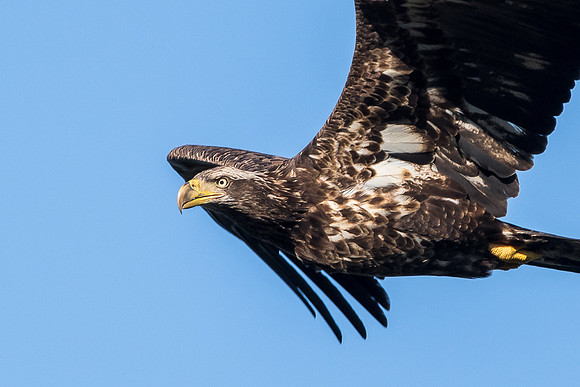 Immature Bald Eagle in flight