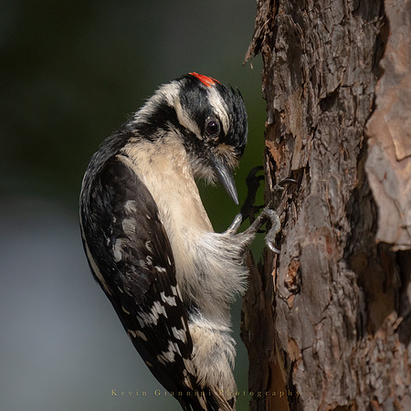 Downy Woodpecker