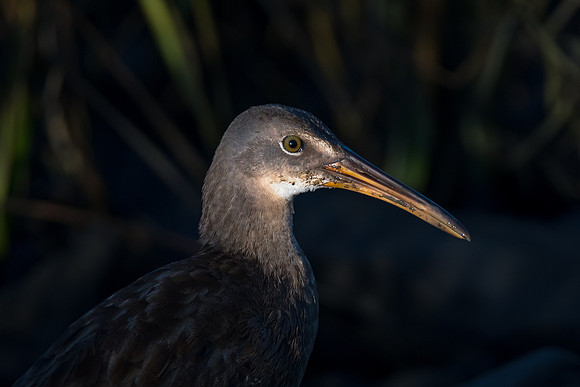 Clapper Rail
