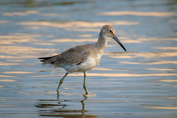 Willet