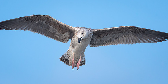 Great Black-backed Gull