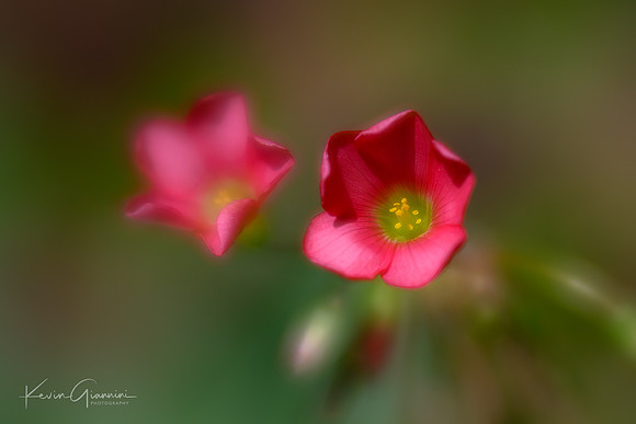 Floral Macro