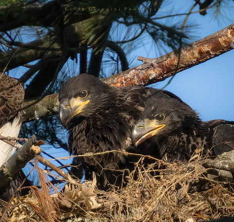 Two of the three Eaglets!