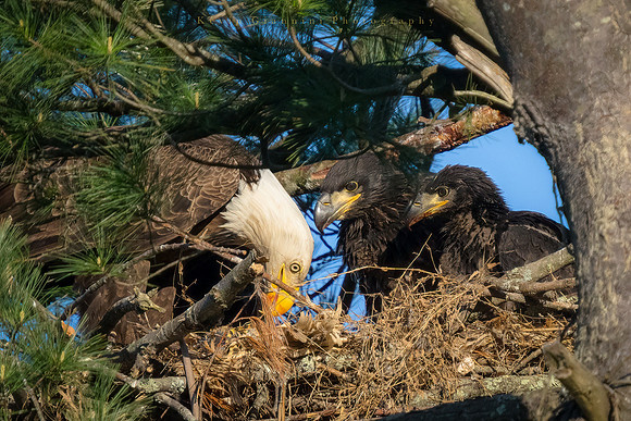 Mother Eagle feeding the Eaglets