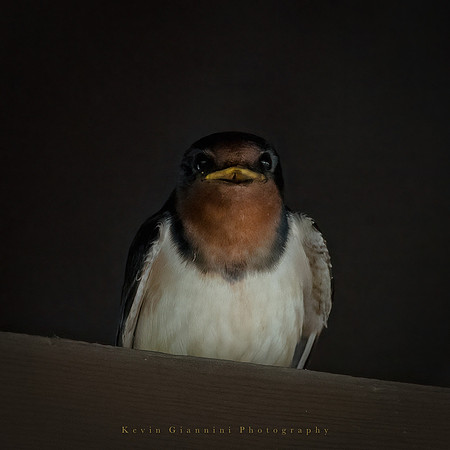 Barn Swallow in low light