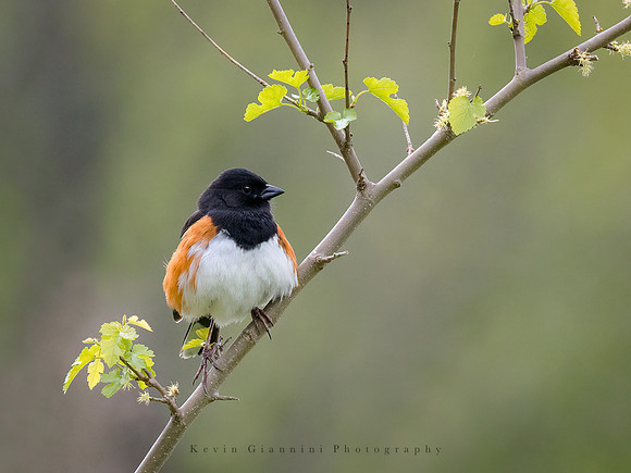 Eastern Towhee