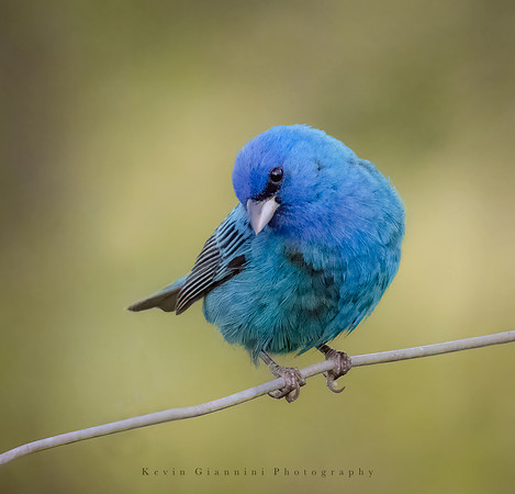 Indigo Bunting