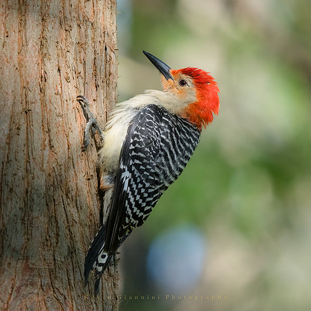 Red-belied Woodpecker