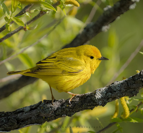 Yellow Warbler