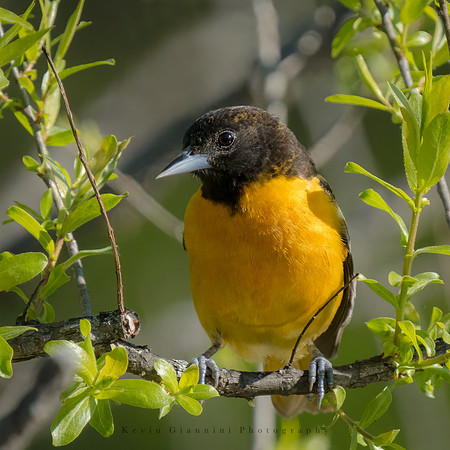 Baltimore Oriole