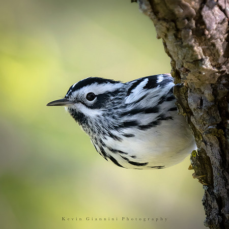 Black and  White Warbler
