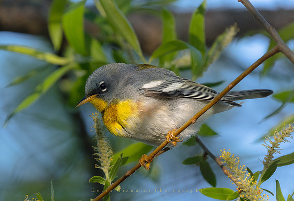 Northern Parula