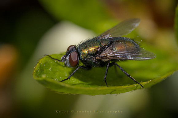 House Fly