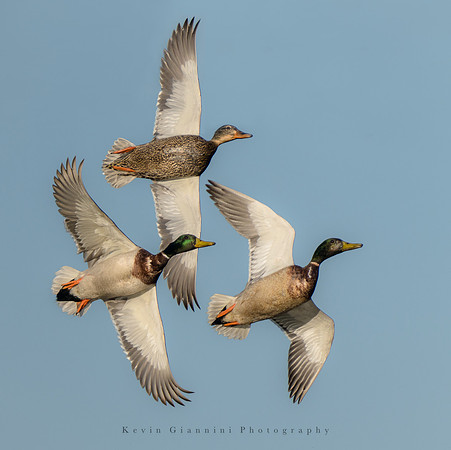Three Mallards in formation