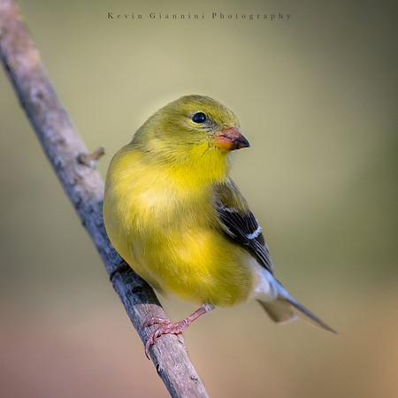 American Goldfinch