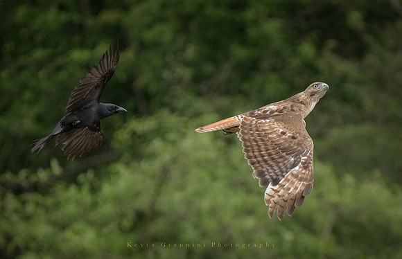 Red-tailed Hawk being chased by a Crow!