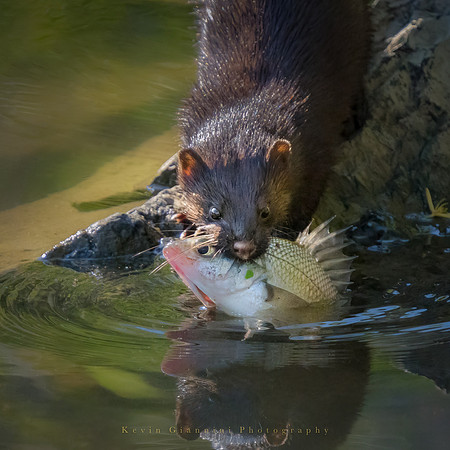Mink with a HUGE catch!