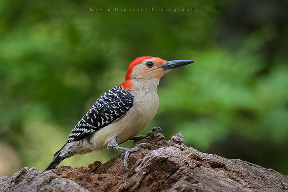 Red-belied Woodpecker