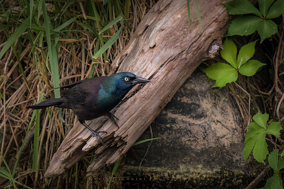 Common Grackle fishing at the edge of the lake