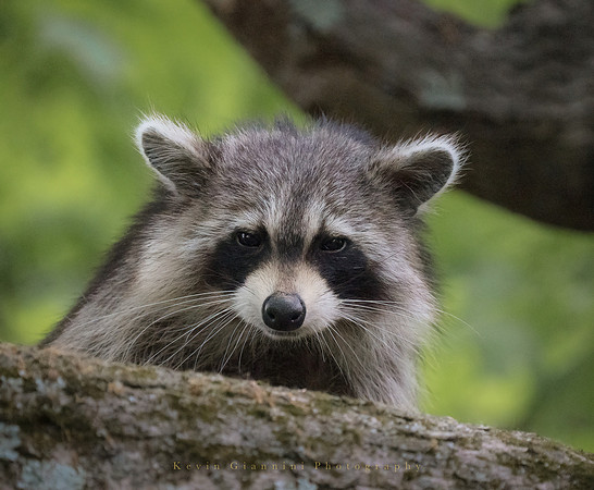 Raccoon