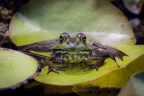 American Bullfrog
