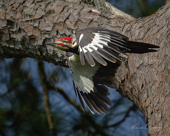 Pileated Woodpecker