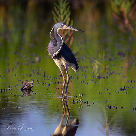 Tricolored Heron