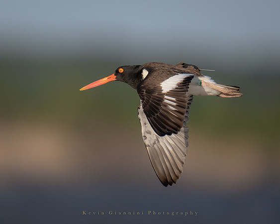 American Oystercatcher