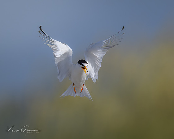 Least Tern