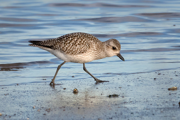 American Golden Plover