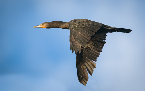 Cormorant
