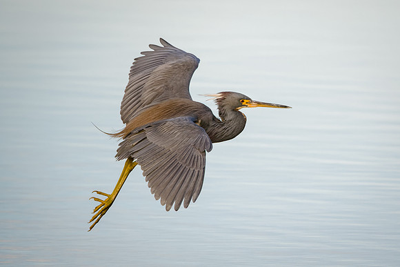 Tricolored Heron