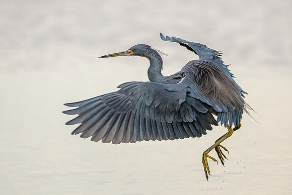 Tricolored Heron