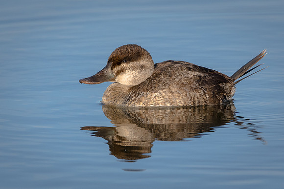 Ruddy Duck