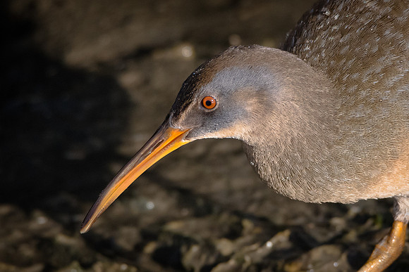 Clapper Rail