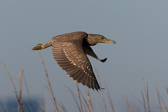 Juvenile Yellow-crowned Night Heron
